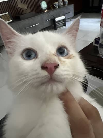 White male cat for sale