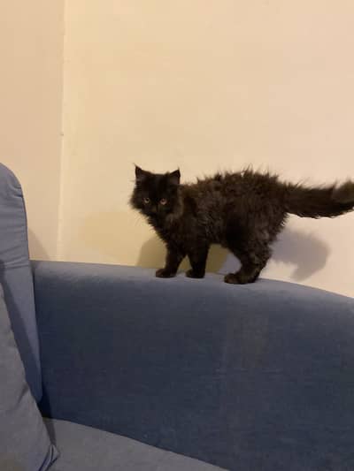 Male black cat