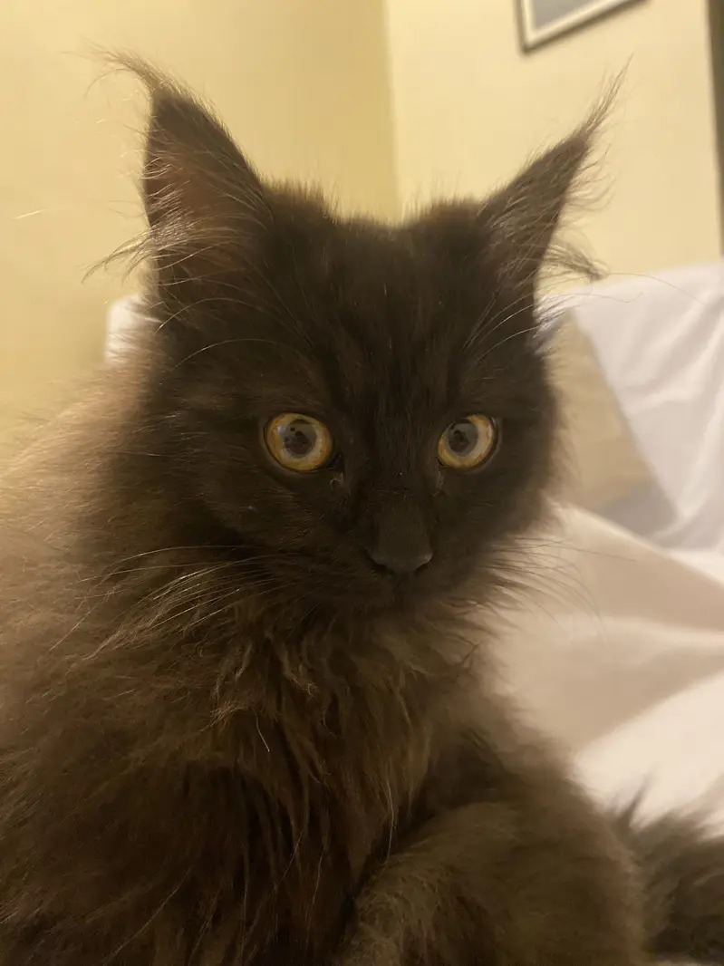 Male black cat — photo 2