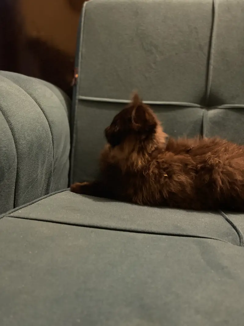 Male black cat — photo 3