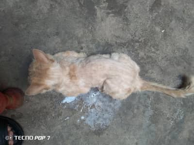 Male Cat