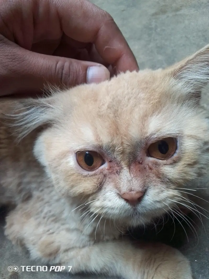 Male Cat — photo 2