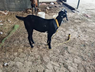 Bakra or bakri for sale