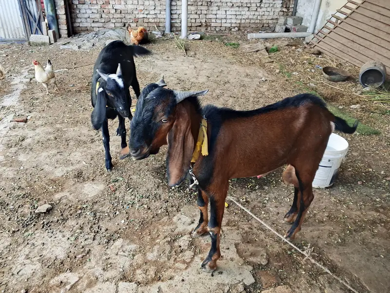 Bakra or bakri for sale — photo 2