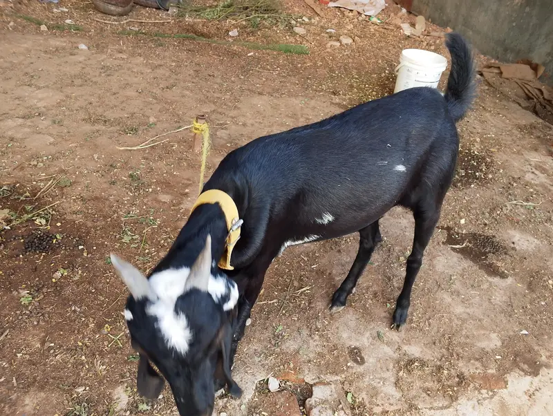 Bakra or bakri for sale — photo 3