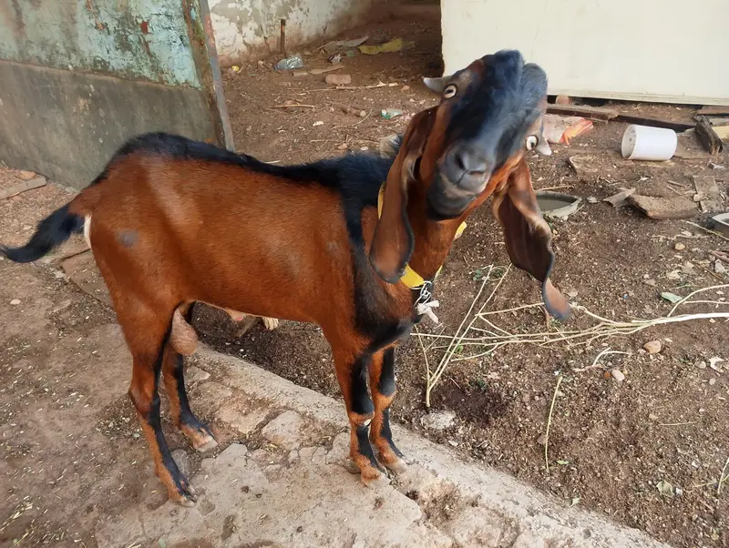 Bakra or bakri for sale — photo 4