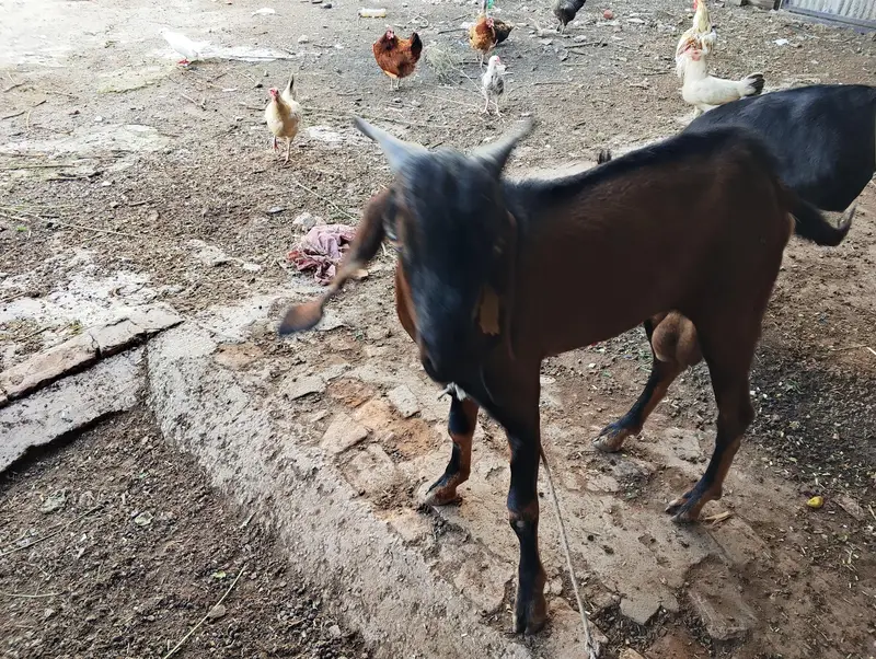 Bakra or bakri for sale — photo 5