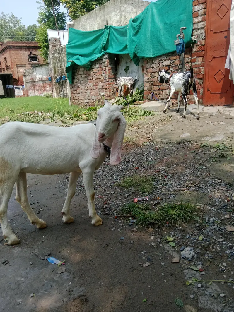 White komori corrs female available for sale