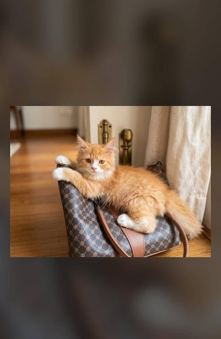 prison cat 0