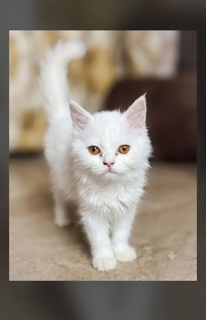 prison cat — photo 3