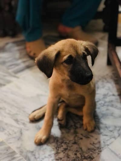 GERMAN & LABRADOR MIX BREED