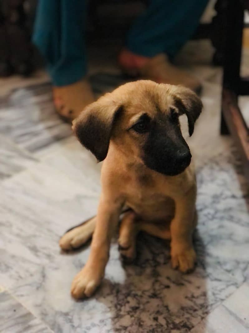 LABRADOR RETRIEVER 1