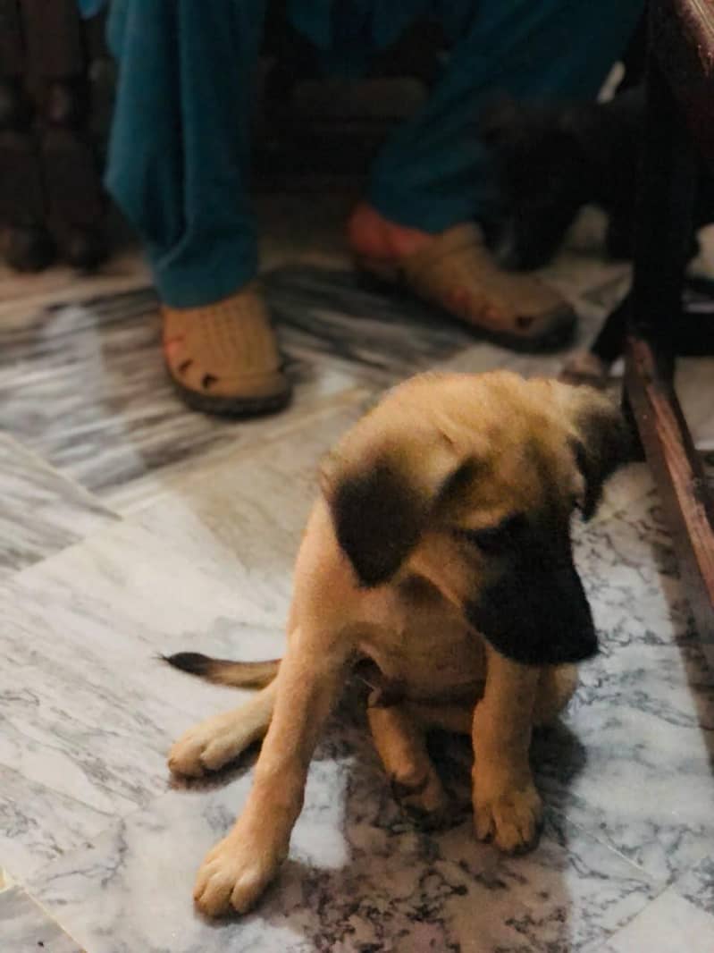 LABRADOR RETRIEVER 2