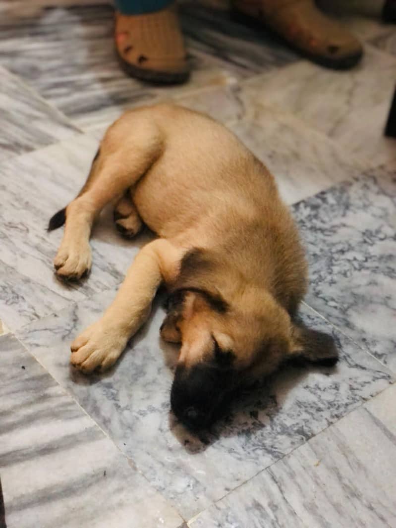 LABRADOR RETRIEVER 3