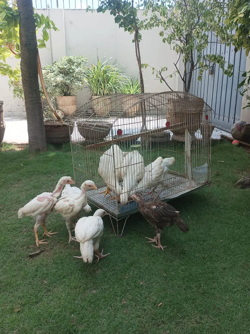 aseel heera — photo 5