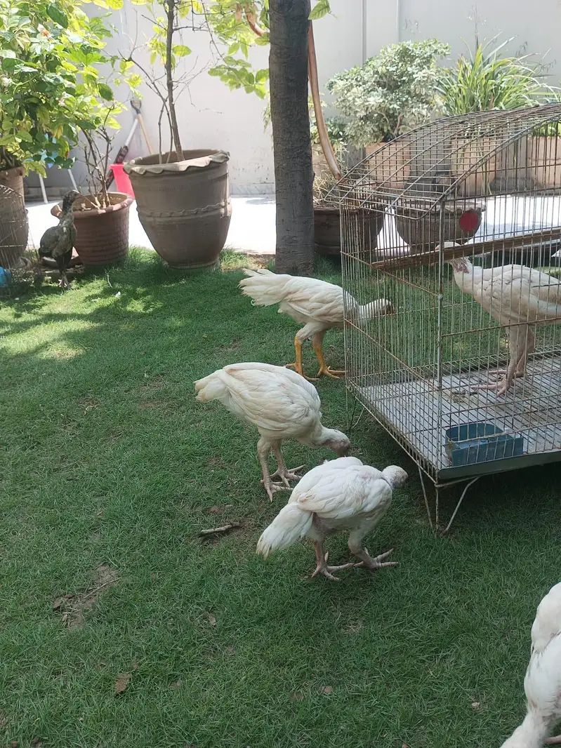 aseel heera — photo 6