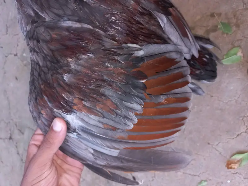 Aseel Quality/Vaccinated Patha for SALE, Price kam bhi ho jaye gi. — photo 10