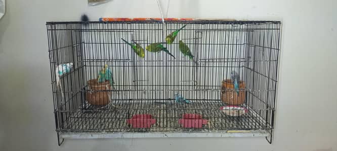 Australian parrots
