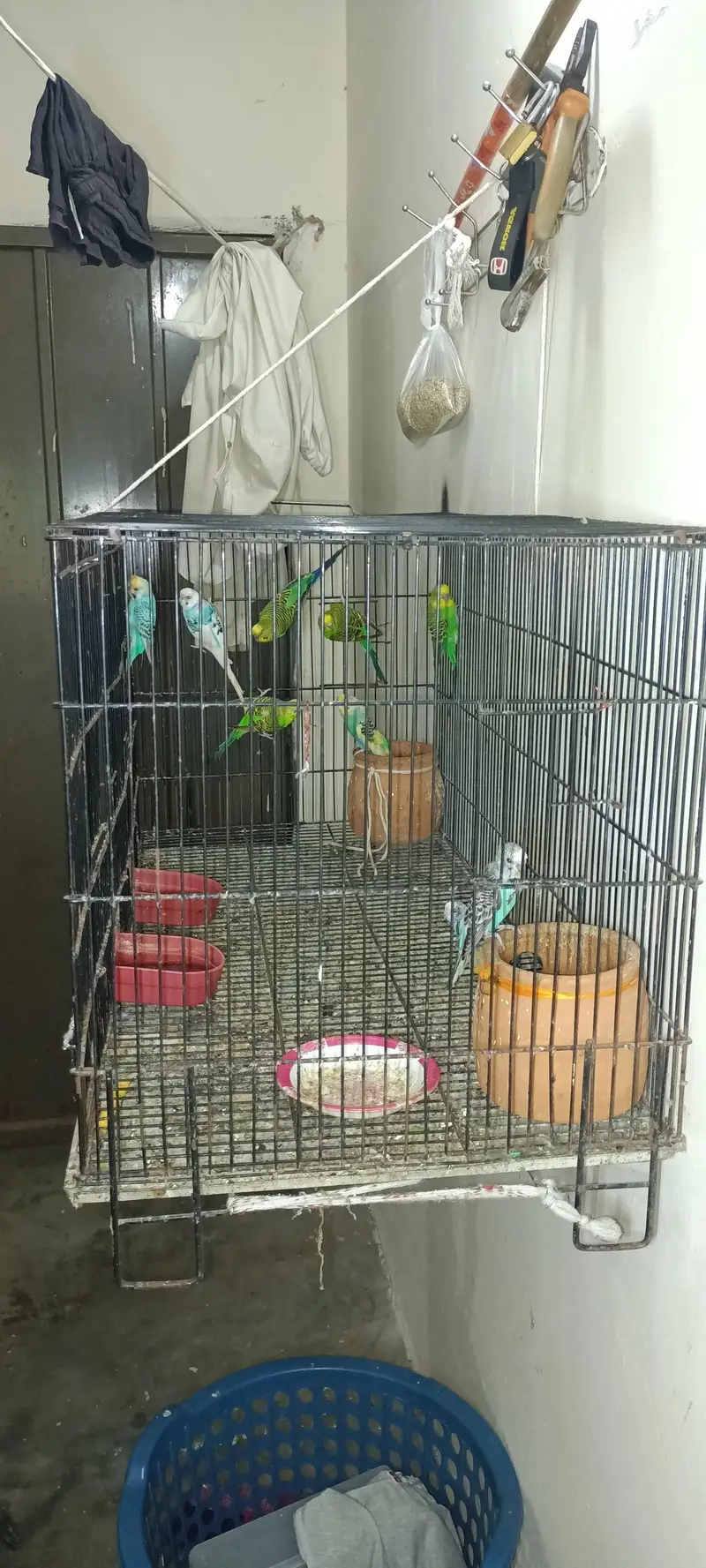 Australian parrots — photo 2