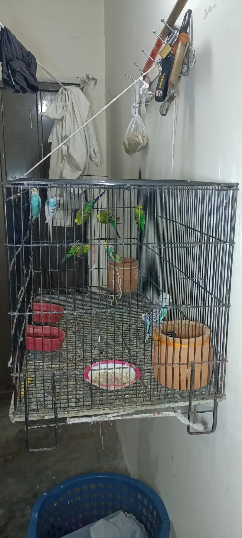 Australian parrots — photo 3