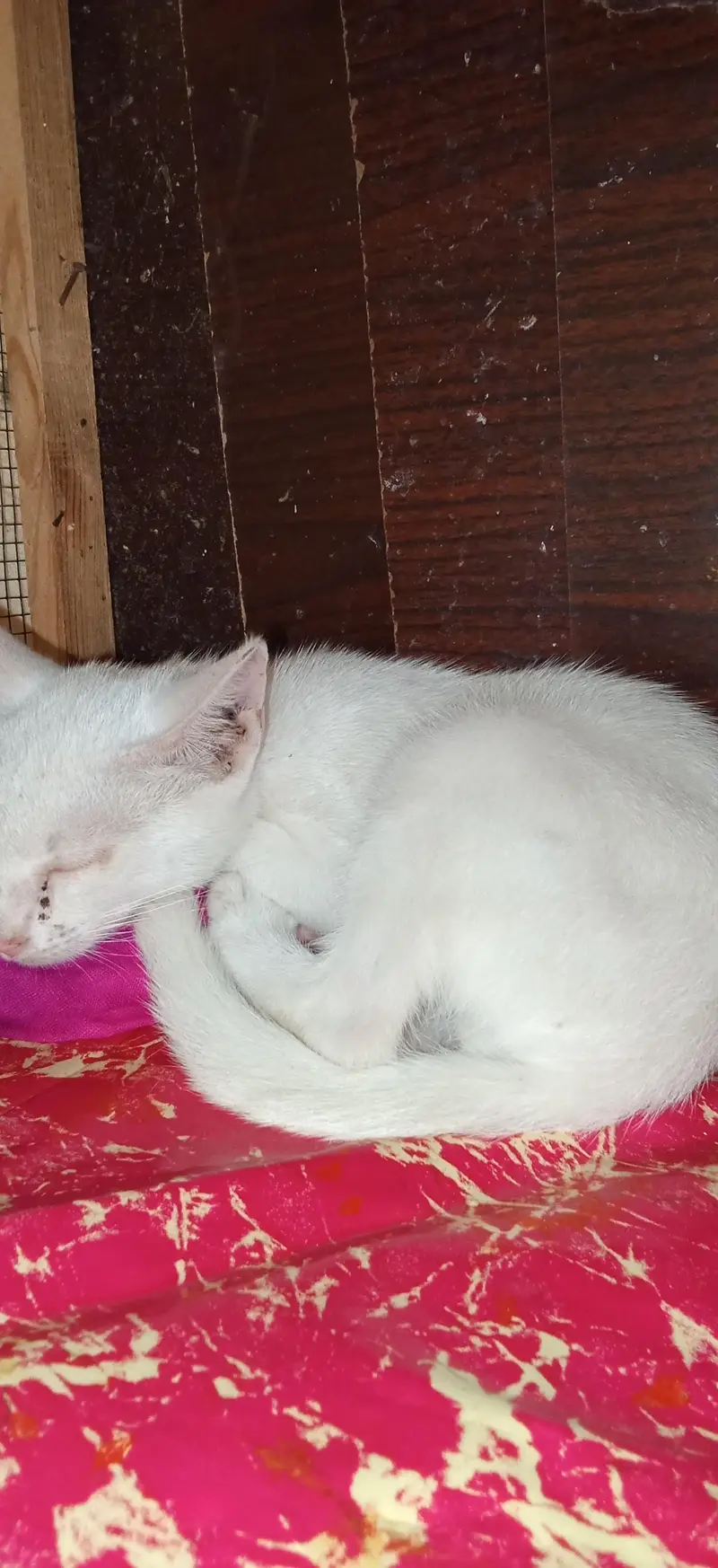 2 month ki h — photo 2