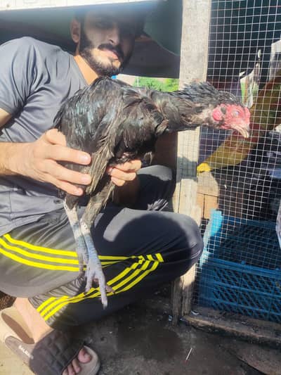 Aseel murgi and murga for urgent sale due to less space