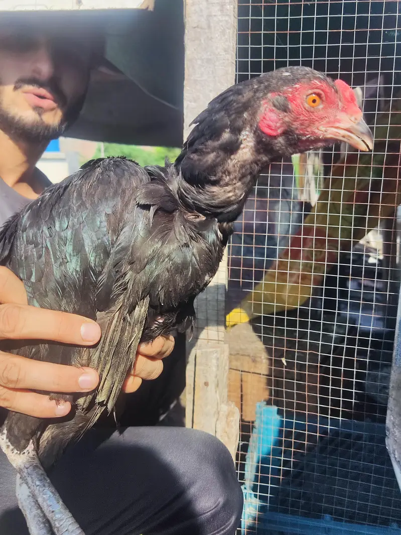 Aseel murgi and murga for urgent sale due to less space — photo 2