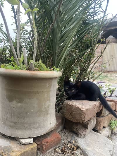 Kittens