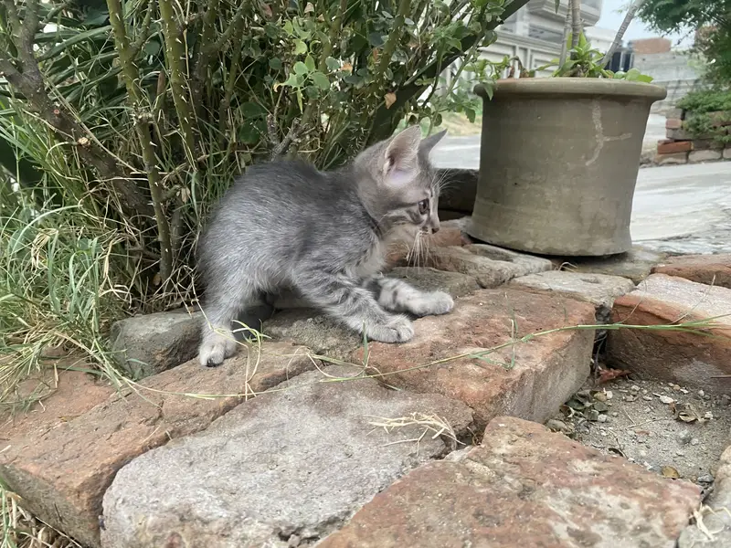 Kittens — photo 2