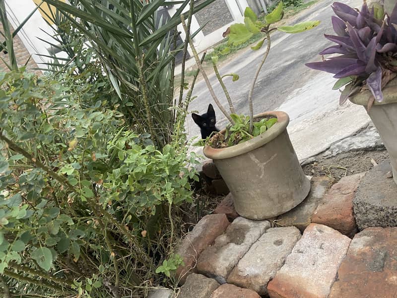Kittens 2