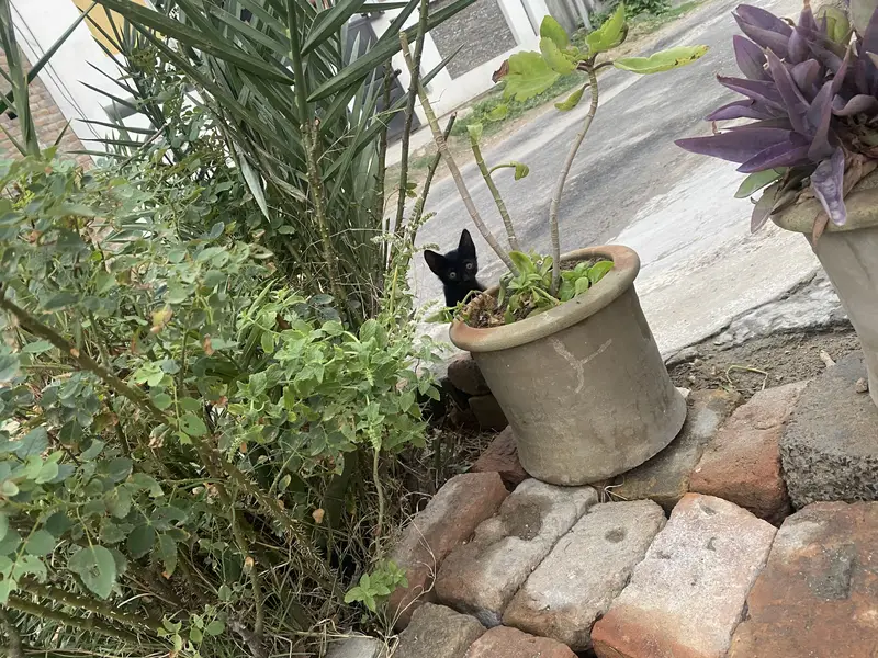 Kittens — photo 3