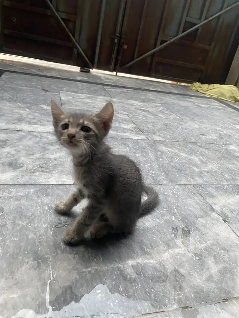 Kittens — photo 4