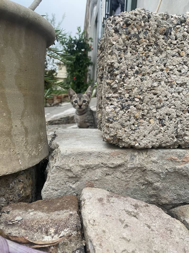 Kittens 4
