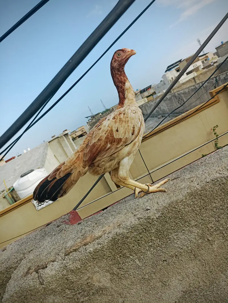 aseel pathi for sale — photo 2