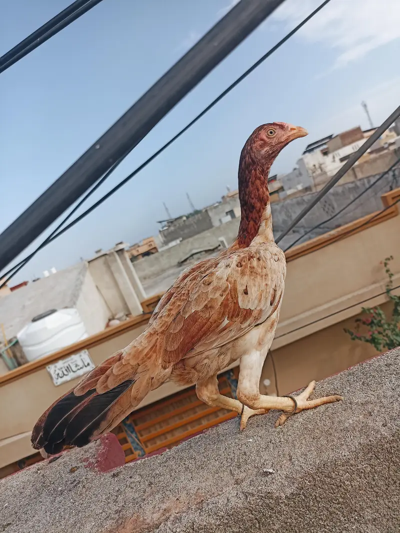 aseel pathi for sale — photo 4