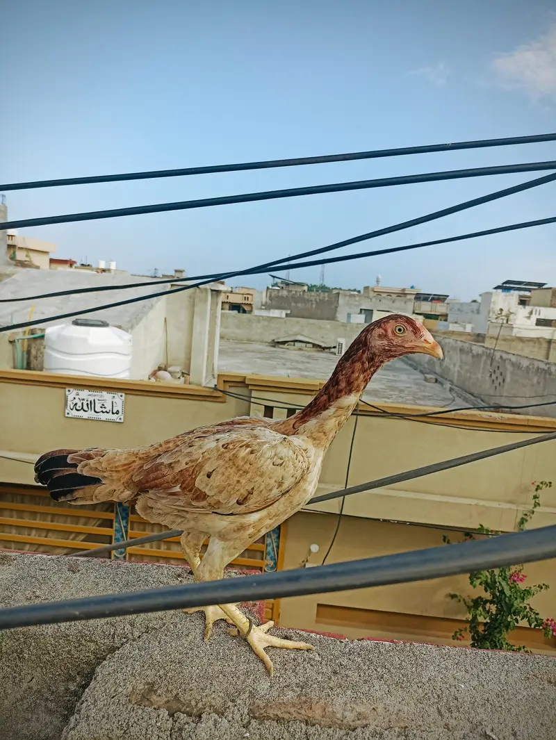 aseel pathi for sale — photo 3