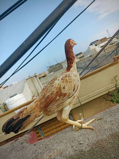 aseel pathi for sale  price