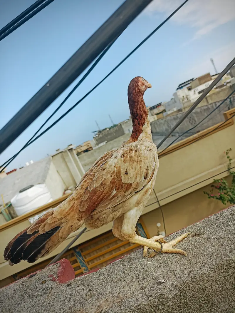 aseel pathi for sale — photo 5