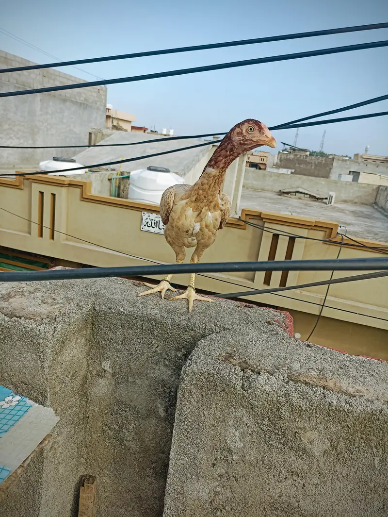 aseel pathi for sale — photo 6