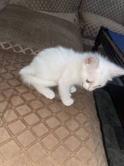 One blue eye one green eye baby malecat