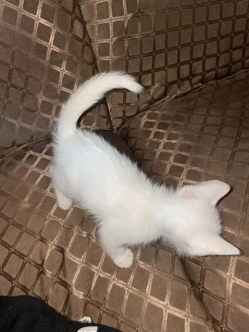 One blue eye one green eye baby malecat — photo 2
