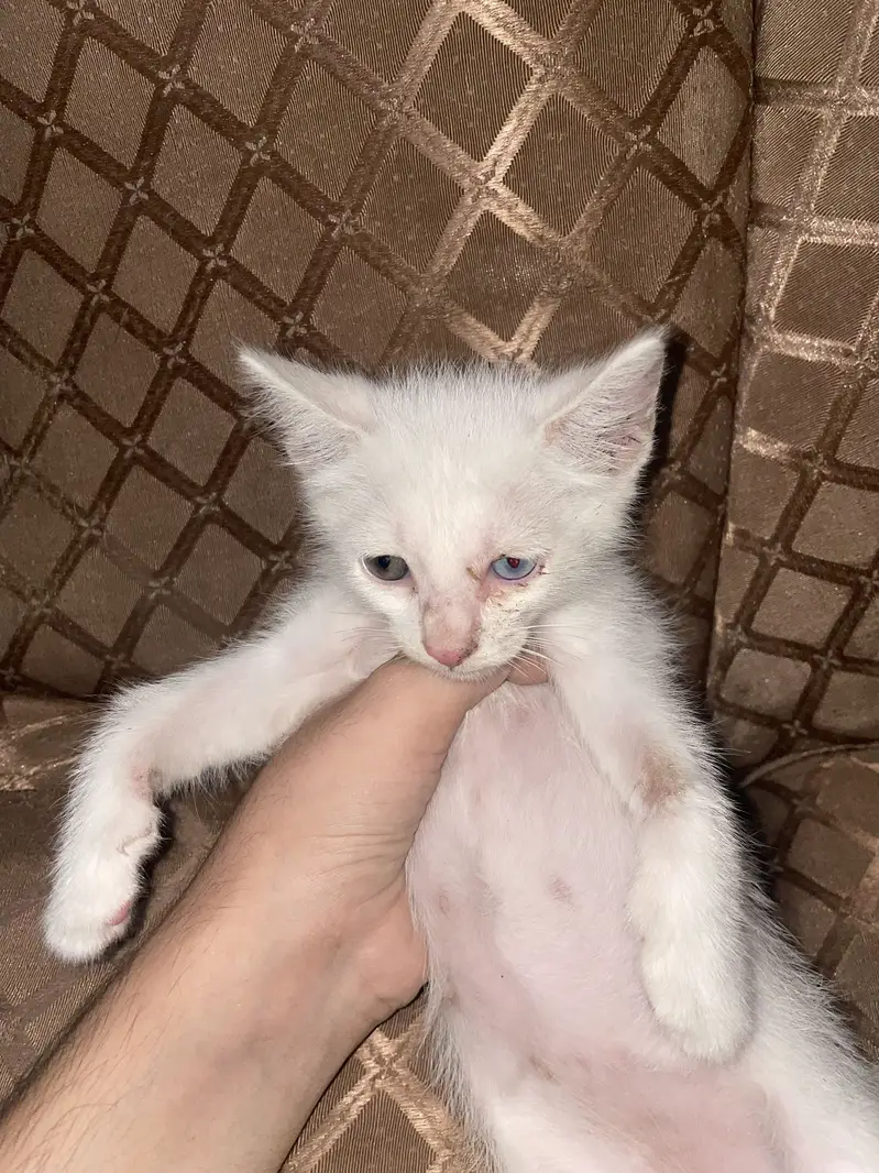 One blue eye one green eye baby malecat — photo 3