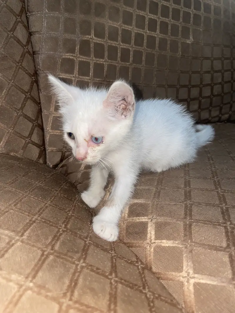 One blue eye one green eye baby malecat — photo 4