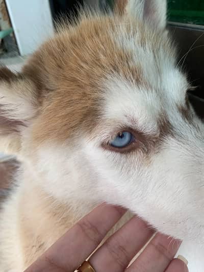 Fully healthy and active husky female double coat odd eyes pink nose