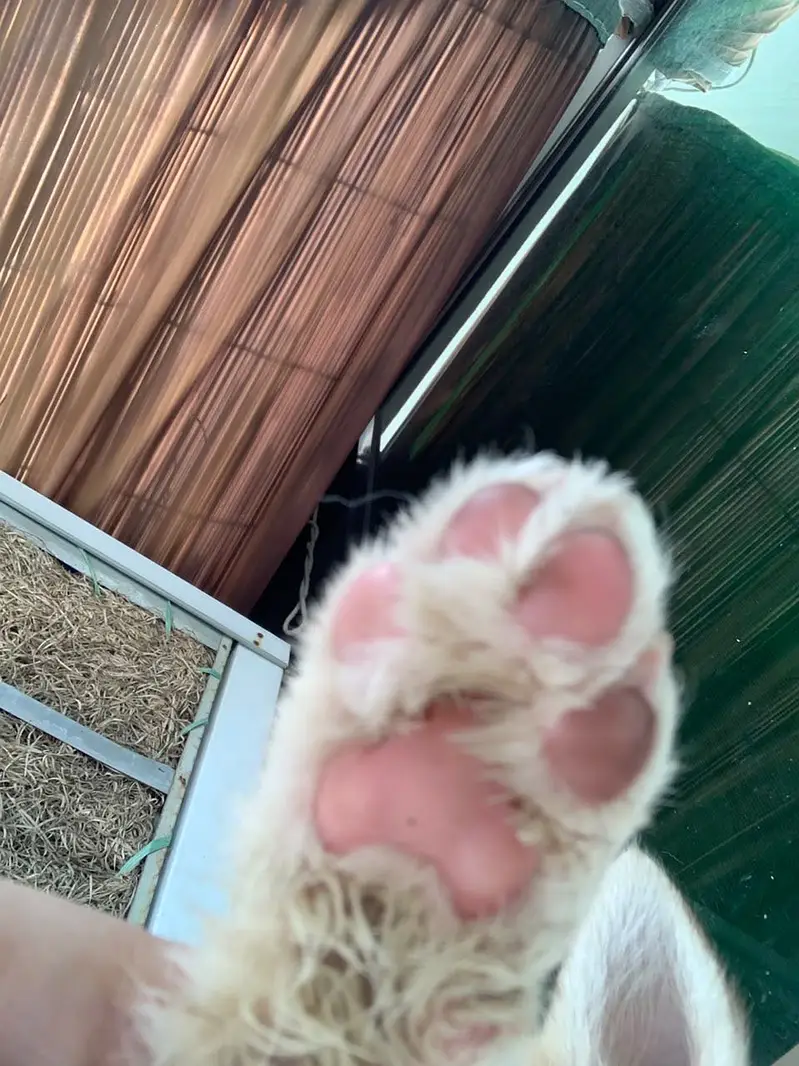 Fully healthy and active husky female double coat odd eyes pink nose — photo 6