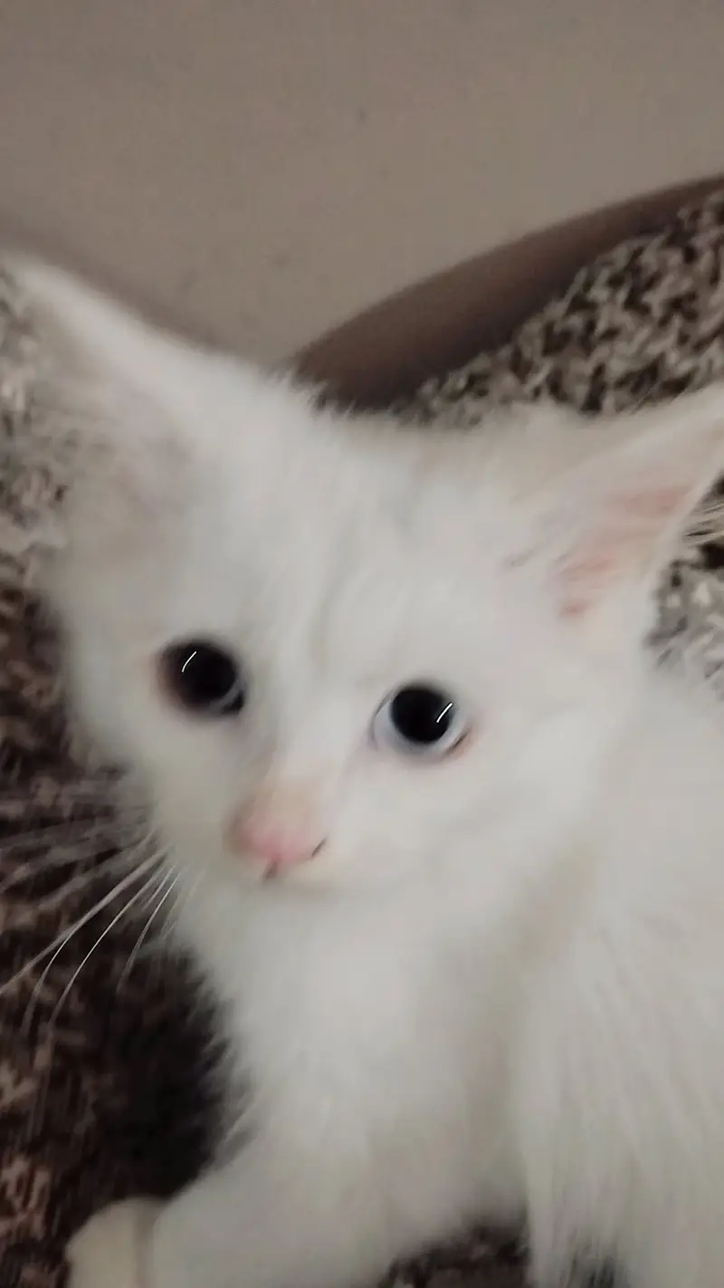 Persian kittens in odd eyes one grey and one blue dubbl coat — photo 2