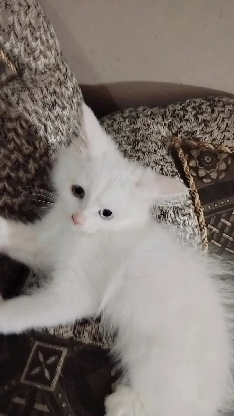 Persian kittens in odd eyes one grey and one blue dubbl coat — photo 3