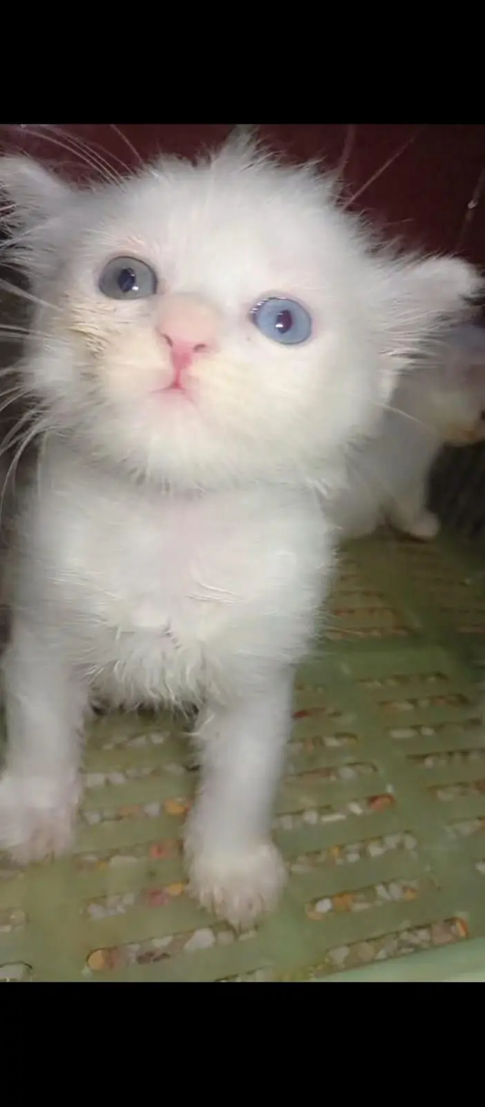 parsion kitten triple coated — photo 4