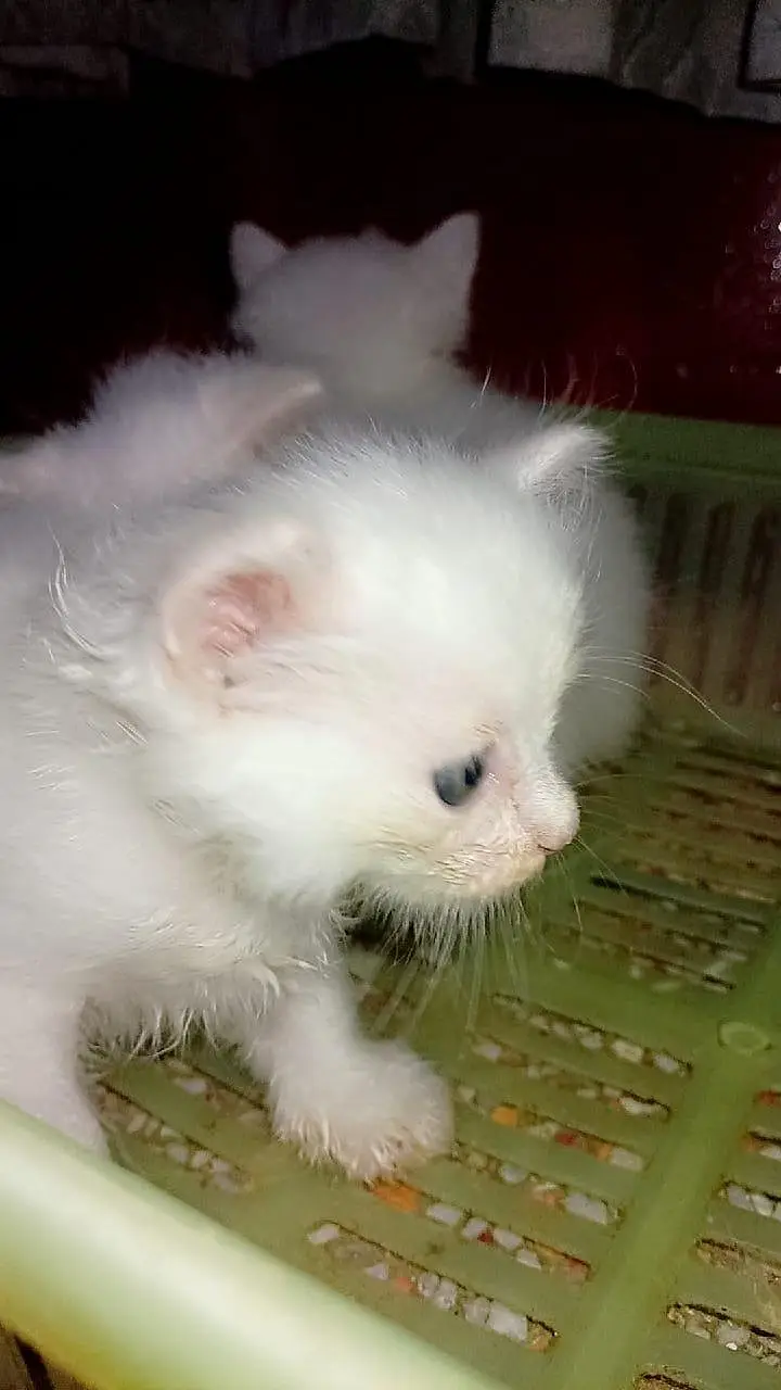 parsion kitten triple coated — photo 5