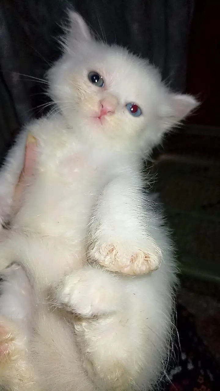 parsion kitten triple coated — photo 7